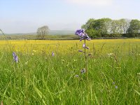 bluebells and buttercups Overing